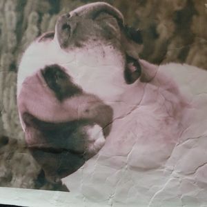 Saint Bernard flag